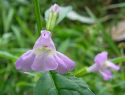 The soft purple of the Skullcap flower 