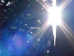 Sunlight shining through the forest