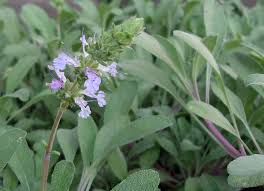 Delciate little purple flowers of the sage plant.