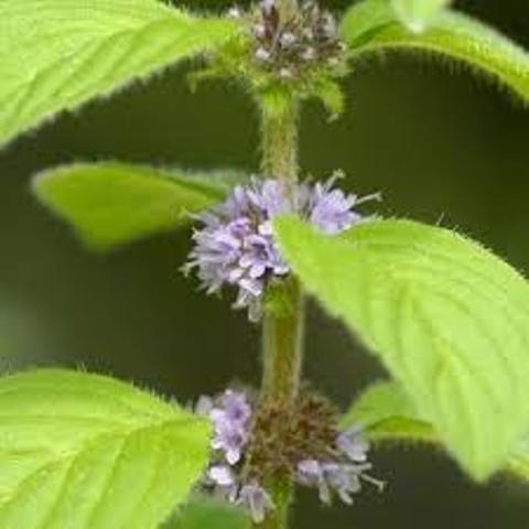 Wildflower Mint